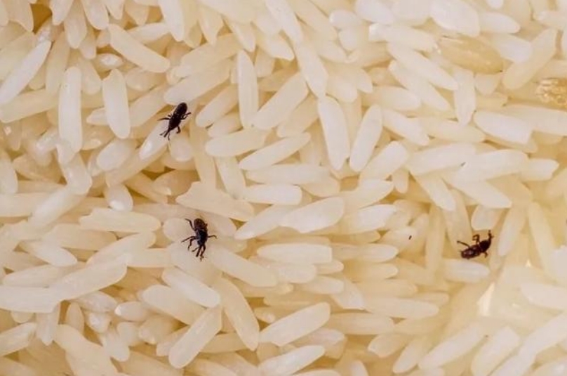 大米生虫1.png